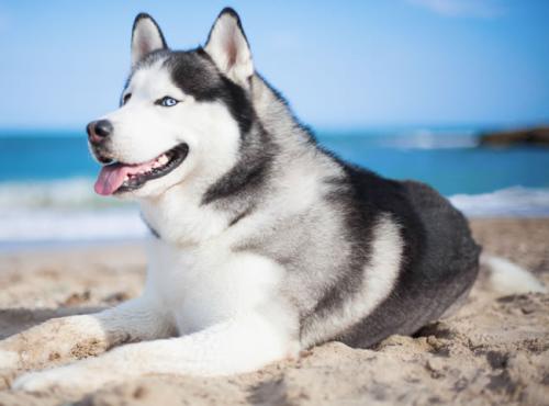 ⽻й߶¹簲ȫԺЧ